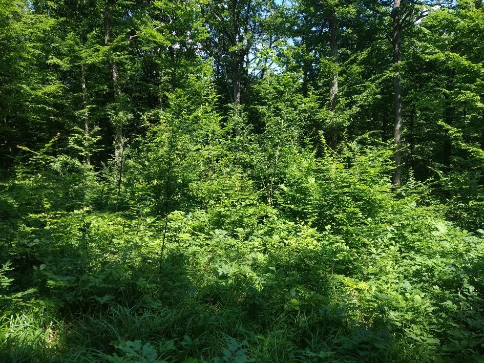 roundgap