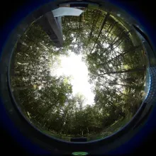 Hemispherical photograph of the forest canopy